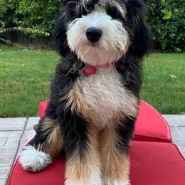 Bernedoodles from Puptown Bernedoodles