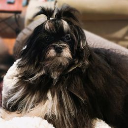 Havanese from Havanese