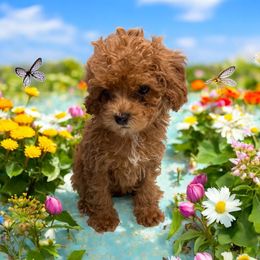 Roxy - Red female Cavapoo puppy in Miami, Florida from Mario’s Pups