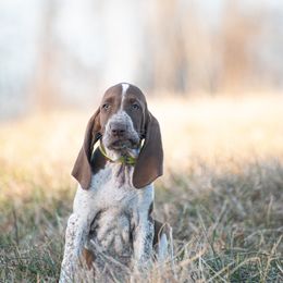 Bracco Italiano, German Shorthaired Pointer, and Vizsla Puppies from Nosam Kennels- Vizslas, German Shorthairs & Braccos- Kentucky