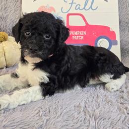 Melissa - Parti female Poodle puppy in Bauxite, Arkansas from Mountain Ridge Poodles
