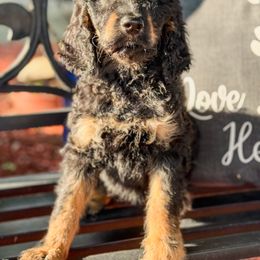 Margarita - female Irish Doodle puppy in Maryland from Grind Stone Breeding Kennels