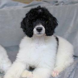 Assorted Doodle Crosses, Bernedoodle, Goldendoodle, and Poodle Puppies from Paramount Family Doodles