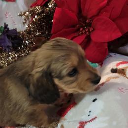 Dachshund Puppies from CLARK'S BREEDING PROGRAM