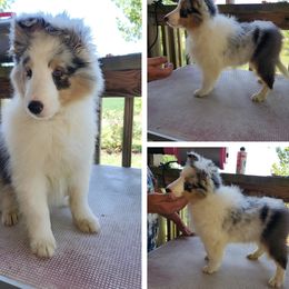 Shetland Sheepdogs from Thomas’ Noble Shetlies