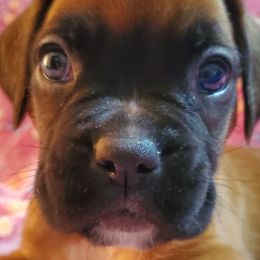 Babe - Fawn Boxer puppy in Evans, Georgia from Kimberly's Boxers