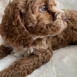 Cockapoo Puppies from M&M Cockapoos of Iowa