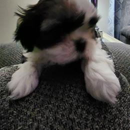 Shih Tzu Puppies from Shih Tzu Kennels