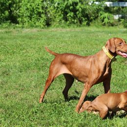 Vizsla Puppies from Paradox