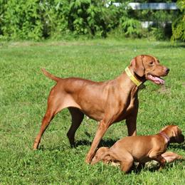 Vizsla Puppies from Paradox