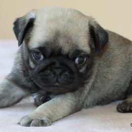 Jesse - Fawn female Pug puppy in Winnsboro, Texas from Southern pugs