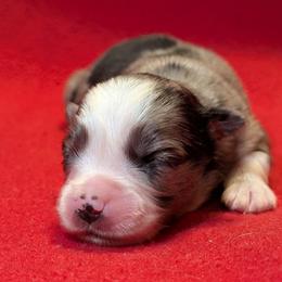 Crystal Gayle - Blue merle female Toy Australian Shepherd puppy in Shepherd, Texas from GAMALA Farm & Kennels
