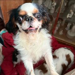 English Toy Spaniel puppies from NyaStar