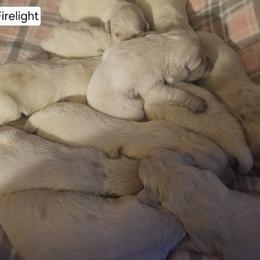 Lacy Girl 2 - Light golden female Golden Retriever puppy in Niles, Michigan from Family Raised Goldens