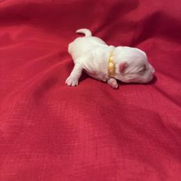 Blossom - White female Coton de Tulear puppy in Timber, Oregon from Sterling’s Sweet Cotons