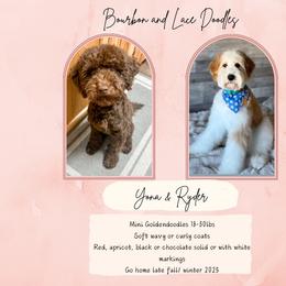 Goldendoodle puppies from Bourbon and Lace Doodles