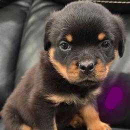 Girl 2 (Purple) - Black and rust female Rottweiler puppy in San Antonio, Texas from HAUS OF RZA