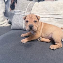 Arianna - Fawn female Chinese Shar-Pei puppy in Lehigh Acres, Florida from Florida Wrinkles