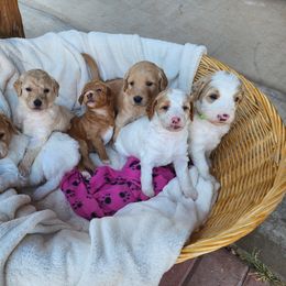 Goldendoodle Puppies from Evergreen Doodles