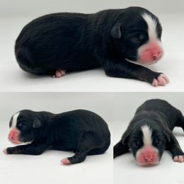 Black tri male 2 - Black tri male Miniature Australian Shepherd puppy in Brooker, Florida from Honey, I Shrunk the Aussies