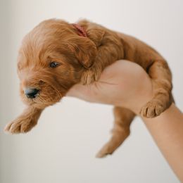 Goldendoodle Puppies from Abner Creek Doodles