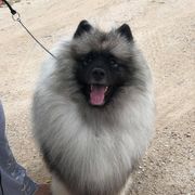 Darcy - Keeshond