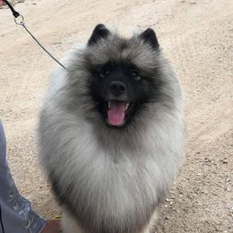 Darcy - Keeshond