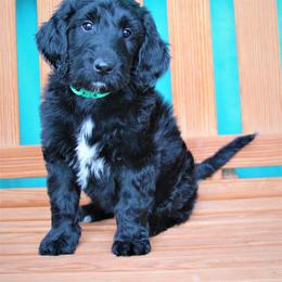 Goldendoodle Puppies from Warren Doodles