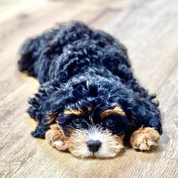 Bernedoodles, Cavapoos, and Sheepadoodles from GimiPup Doodles