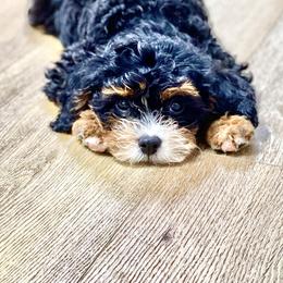 Bernedoodles, Cavapoos, and Sheepadoodles from GimiPup Doodles