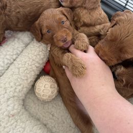 Goldendoodle Puppies from Summer Sun Doodles