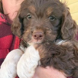 Frank - Brown and white male Aussiedoodle puppy in Chattanooga, Tennessee from Leafy Acre Mini Farm