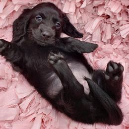 Dachshunds from Fairhaven Dachshunds