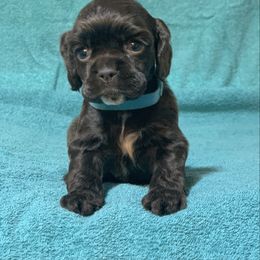 Brown Girl - turquoise collar - Brown female Cocker Spaniel puppy in Delphi, Indiana from Benchmark Cockers