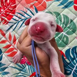 Blue- Slider - White and lemon male Dalmatian puppy in Gray, Georgia from Fuller Spots