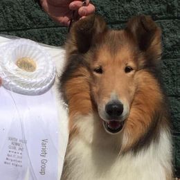 Collies and Shetland Sheepdogs from Rohde Collies & Shetland Sheepdogs