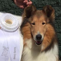Collies and Shetland Sheepdogs from Rohde Collies & Shetland Sheepdogs