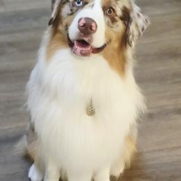 Aussiedoodle, Australian Shepherd, Miniature American Shepherd, Miniature Australian Shepherd, and Poodle All Grown Up from Foothill Aussies