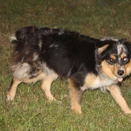 Helga - Miniature Australian Shepherd