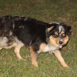 Helga - Miniature Australian Shepherd
