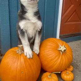 Pomsky Puppies from Periwinkle Pomskies