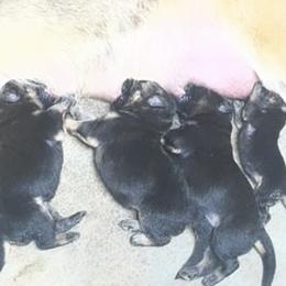 Boy 1 - Black and tan male German Shepherd puppy in Joshua, Texas from American Viking GSD Ranch