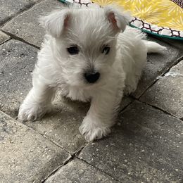 West Highland White Terriers from Windsor's West Highland White Terriers