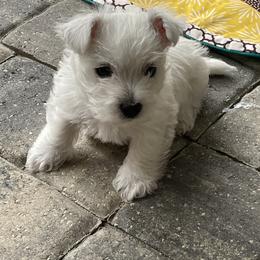 West Highland White Terriers from Windsor's West Highland White Terriers