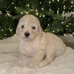 Ryder - White male Poodle puppy in Roseville, California from Aura & Luxe Poodles