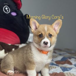 Pembroke Welsh Corgi Puppies from Morning Glory Corgis