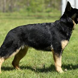 German Shepherd Puppies from Auf der Marquis German Shepherds