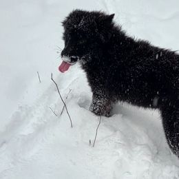 German Shepherds from Working Valley Shepherds