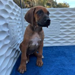 White Female - Rd whtn blk nose female Rhodesian Ridgeback puppy in Ocala, Florida from DogWood Kennels