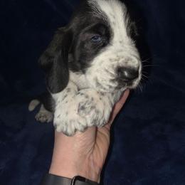 Mac different litters born March 28th - Black and white male Basset Hound puppy in Russellville, Kentucky from Morse's Basset Hounds